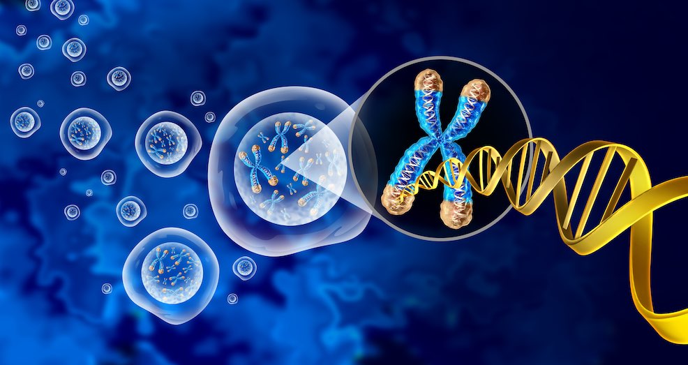 Telomere shortening mediates tumour suppression