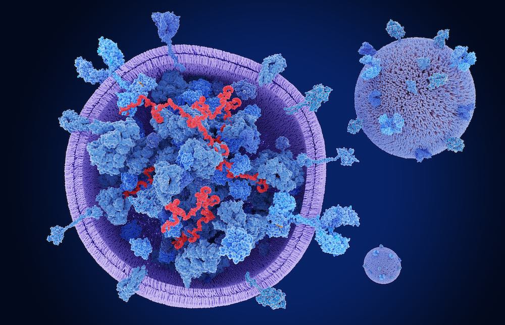 Extracellular vesicles from injured hearts accelerate tumour growth